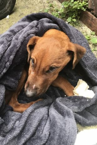 Illustration de l'article : Un chiot d'un mois jeté sur la route, blessé et terrifié se bat pour la vie !