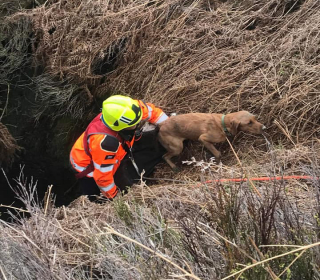 Illustration de l'article : Un chien disparu pendant sa promenade a passé 4 jours dans un puits de 4 mètres de fond