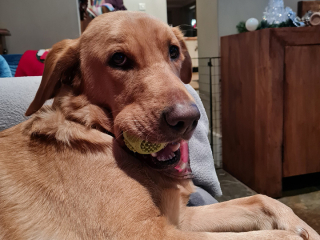 Illustration de l'article : Incapable d'abandonner sa vieille balle préférée, ce chien se bloque la langue pendant plusieurs heures