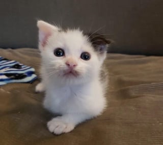 Illustration de l'article : Un chaton à 3 pattes et sa sœur livrés à eux-mêmes dans un jardin trouvent la clé du bonheur