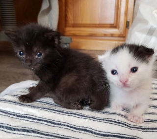 Illustration de l'article : Un chaton à 3 pattes et sa sœur livrés à eux-mêmes dans un jardin trouvent la clé du bonheur