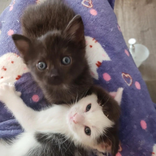 Illustration de l'article : Un chaton à 3 pattes et sa sœur livrés à eux-mêmes dans un jardin trouvent la clé du bonheur