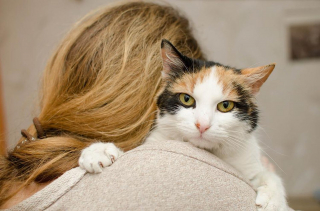 Illustration de l'article : Sa nouvelle petite amie, allergique aux chats, souhaite qu'il se débarrasse de son félin. Il prend une décision inattendue !