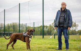 Illustration de l'article : Un chien emmené aux urgences après avoir englouti 16 balles de golf