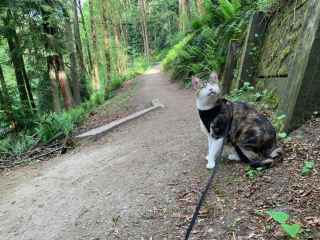 Illustration de l'article : L'histoire émouvante de cette chatte aveugle qui a parcouru le monde sur les épaules de son maître