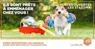 Illustration de l'article : « Ils sont prêts à emménager chez vous ! » : la SPA organise des portes ouvertes les 21 et 22 mai