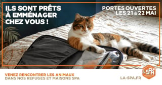 Illustration de l'article : « Ils sont prêts à emménager chez vous ! » : la SPA organise des portes ouvertes les 21 et 22 mai