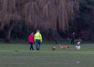 Illustration de l'article : Les propriétaires de chiens sont plus heureux dans la vie que les personnes sans compagnon canin : cette étude le confirme !