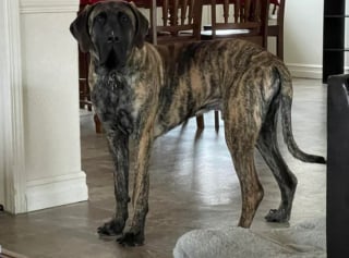 Illustration de l'article : 20 photos qui prouvent que le Mastiff est une race formidable 