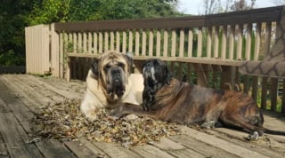 Illustration de l'article : 20 photos qui prouvent que le Mastiff est une race formidable 