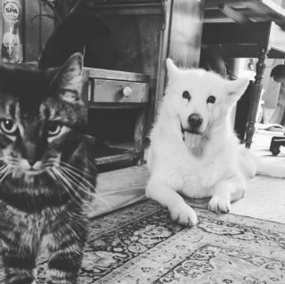 Illustration de l'article : 20 images attendrissantes d'amitiés entre chiens et chats