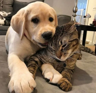 Illustration de l'article : 20 images attendrissantes d'amitiés entre chiens et chats