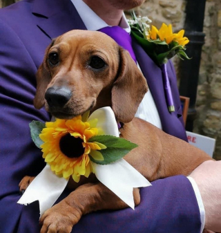 Illustration de l'article : Une femelle Teckel devient demoiselle d'honneur au mariage de ses propriétaires et rend cette journée mémorable