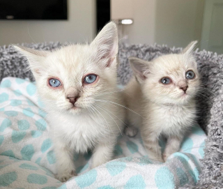 Illustration de l'article : La vie de ces chatons habitant sous une maison prend un tournant décisif lorsqu'ils rencontrent des personnes au grand cœur (vidéo)