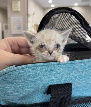 Illustration de l'article : La vie de ces chatons habitant sous une maison prend un tournant décisif lorsqu'ils rencontrent des personnes au grand cœur (vidéo)