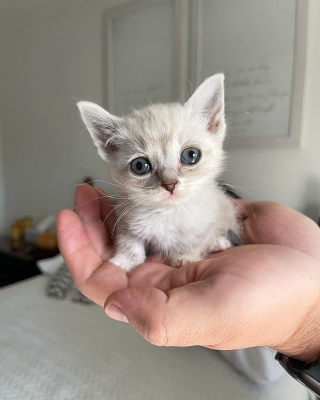 Illustration de l'article : La vie de ces chatons habitant sous une maison prend un tournant décisif lorsqu'ils rencontrent des personnes au grand cœur (vidéo)