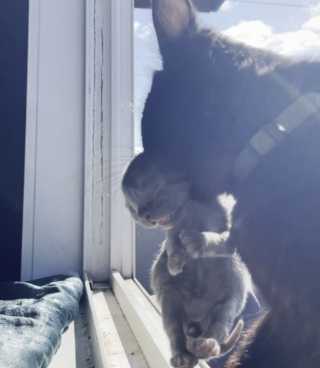 Illustration de l'article : Une chatte errante reçoit quotidiennement à boire et à manger par une amie humain. Pour la remercier, elle lui apporte un cadeau inestimable !