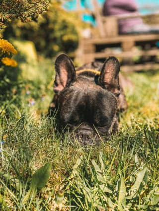 Illustration de l'article : 10 photos de chiens qui profitent du printemps