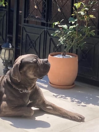 Illustration de l'article : 16 photos de chiens qui font concurrence à la beauté de la nature