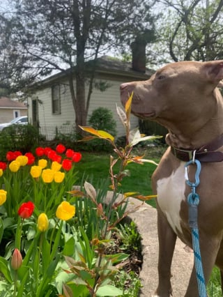 Illustration de l'article : 16 photos de chiens qui font concurrence à la beauté de la nature