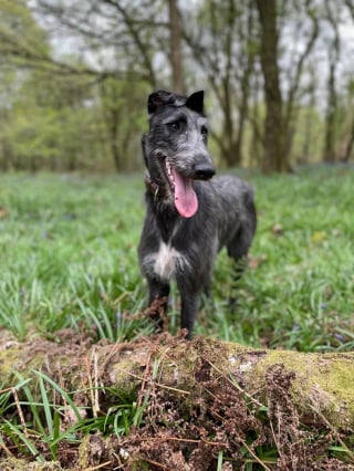 Illustration de l'article : 16 photos de chiens qui font concurrence à la beauté de la nature