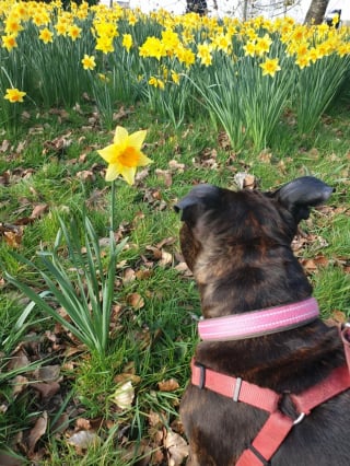 Illustration de l'article : 16 photos de chiens qui font concurrence à la beauté de la nature