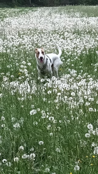 Illustration de l'article : 16 photos de chiens qui font concurrence à la beauté de la nature