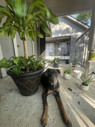 Illustration de l'article : 16 photos de chiens qui font concurrence à la beauté de la nature