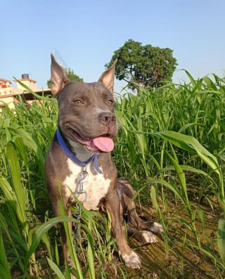 Illustration de l'article : 16 photos de chiens qui font concurrence à la beauté de la nature