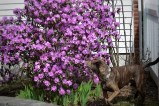 Illustration de l'article : 16 photos de chiens qui font concurrence à la beauté de la nature