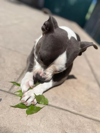 Illustration de l'article : 16 photos de chiens qui font concurrence à la beauté de la nature