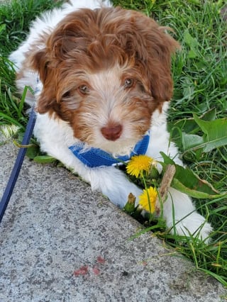 Illustration de l'article : 16 photos de chiens qui font concurrence à la beauté de la nature