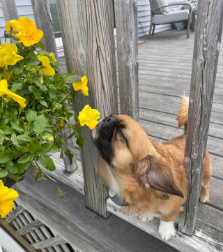 Illustration de l'article : Un petit chien consacre son odorat à sa passion pour les fleurs