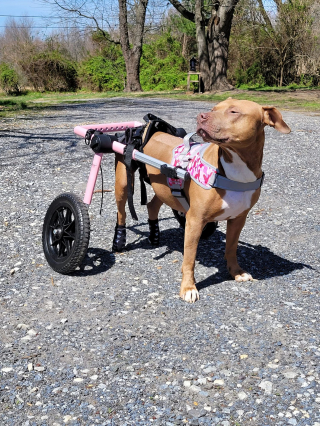 Illustration de l'article : Cet amoureux des animaux offre près de 70 fauteuils roulants pour des chiens et chats handicapés