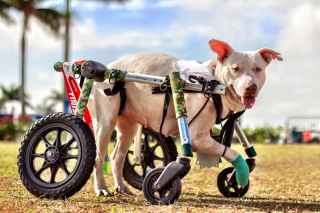 Illustration de l'article : Cet amoureux des animaux offre près de 70 fauteuils roulants pour des chiens et chats handicapés