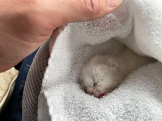 Illustration de l'article : Un chaton nouveau-né blessé et retrouvé sans sa maman sous le capot d'une voiture