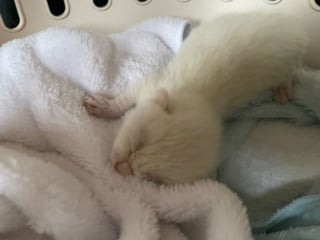 Illustration de l'article : Un chaton nouveau-né blessé et retrouvé sans sa maman sous le capot d'une voiture