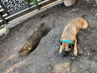 Illustration de l'article : L'hommage émouvant d'une chienne à son frère de cœur enterré dans le jardin de ses grands-parents 