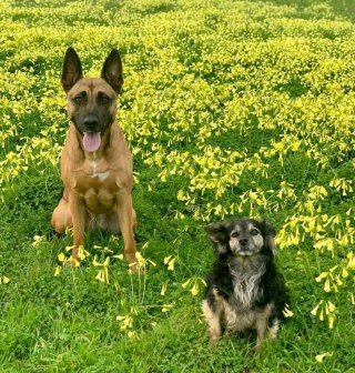 Illustration de l'article : L'hommage émouvant d'une chienne à son frère de cœur enterré dans le jardin de ses grands-parents 