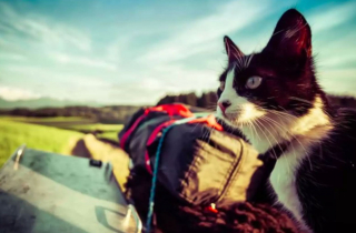 Illustration de l'article : Une jeune chatte errante prend un nouveau départ dans la vie et parcourt le monde avec son sauveur (vidéo)