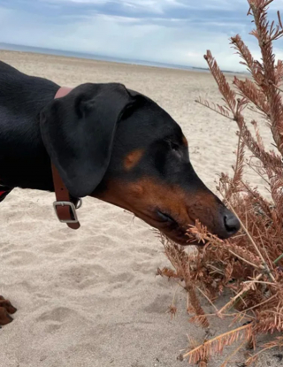 Illustration de l'article : 15 photos de chiens pour lesquels la plage est synonyme de bons souvenirs de vacances