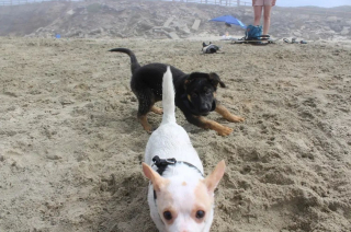 Illustration de l'article : 15 photos de chiens pour lesquels la plage est synonyme de bons souvenirs de vacances