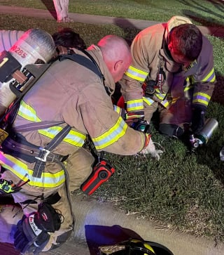 Illustration de l'article : Victime d'un incendie, ce chat renaît de ses cendres grâce aux pompiers qui lui administrent de l'oxygène !