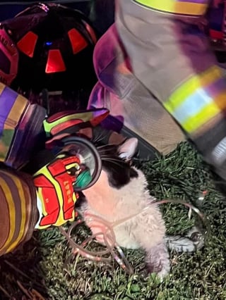 Illustration de l'article : Victime d'un incendie, ce chat renaît de ses cendres grâce aux pompiers qui lui administrent de l'oxygène !