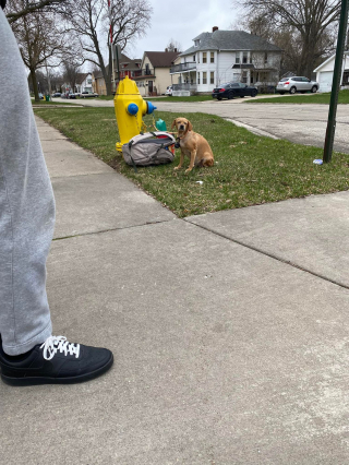 Illustration de l'article : Les nouvelles sont bonnes pour la chienne Baby Girl, 2 semaines après avoir été découverte attachée à une borne d’incendie