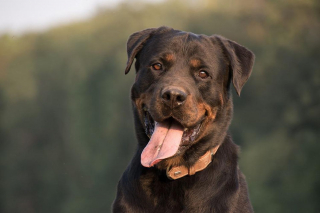 Illustration de l'article : Le propriétaire d’un Rottweiler ignorait qu’il s’était échappé en son absence, jusqu’à cet appel inattendu du patron de son bar préféré