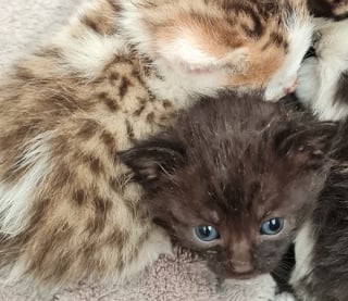 Illustration de l'article : L’abandon de 4 chatons retrouvés en plein soleil sur une aire de repos dans le Nord met en colère les associations de protection animale