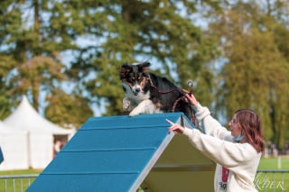 Illustration de l'article : Woof Run 2022 : une nouvelle édition pleine de surprises et de sensations pour les amoureux des sports canins