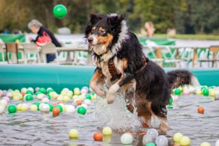 Illustration de l'article : Woof Run 2022 : une nouvelle édition pleine de surprises et de sensations pour les amoureux des sports canins