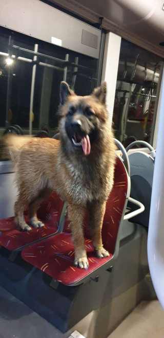 Illustration de l'article : Grâce à la belle action de ce chauffeur de bus, un chien errant le long de la route a retrouvé sa famille